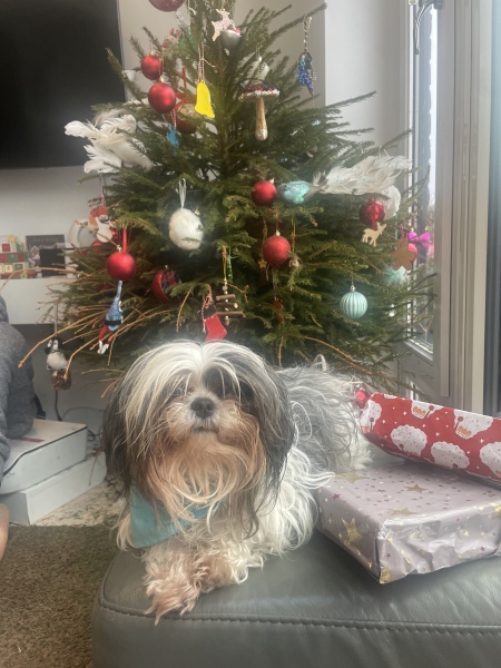 Christmas dog of the month: Share your festive dog photos & win a £100 prize bundle!