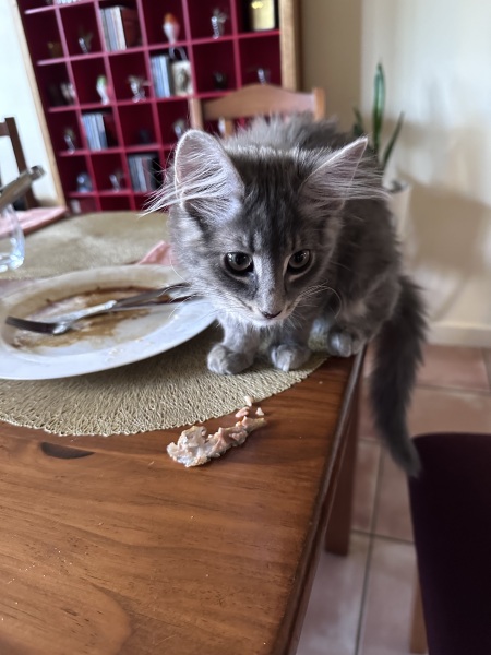 Enter Cat Four
