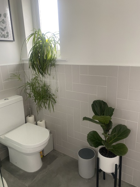 How many houseplants do you kill?