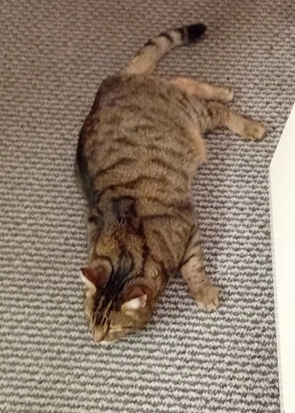 Tinsel, Glitter and Baubles - the Excellent Cats prepare to knock Everything off your Christmas Tree