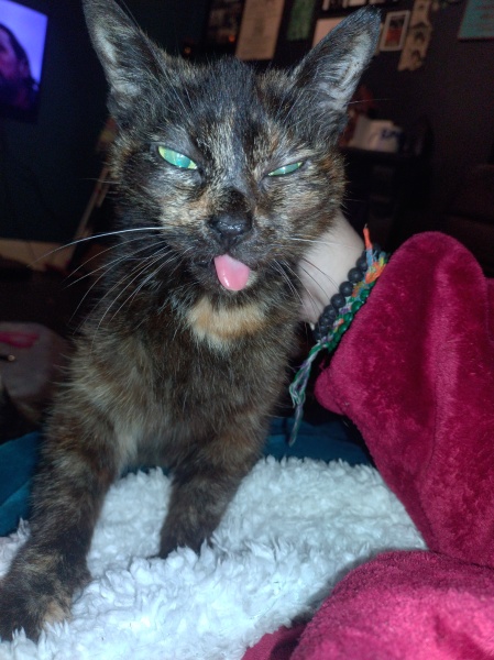 Tinsel, Glitter and Baubles - the Excellent Cats prepare to knock Everything off your Christmas Tree