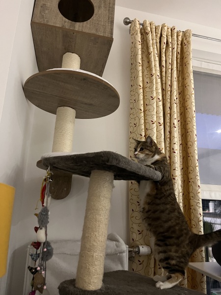 Ring Out, Wild Bells! As 2025 approaches, the Excellent Cats raise their game with a discussion on Tennyson's poetry