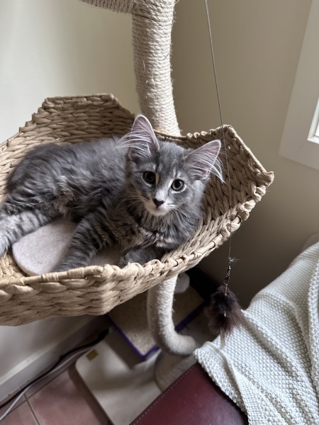 Kitten’s coat has very unusual traits