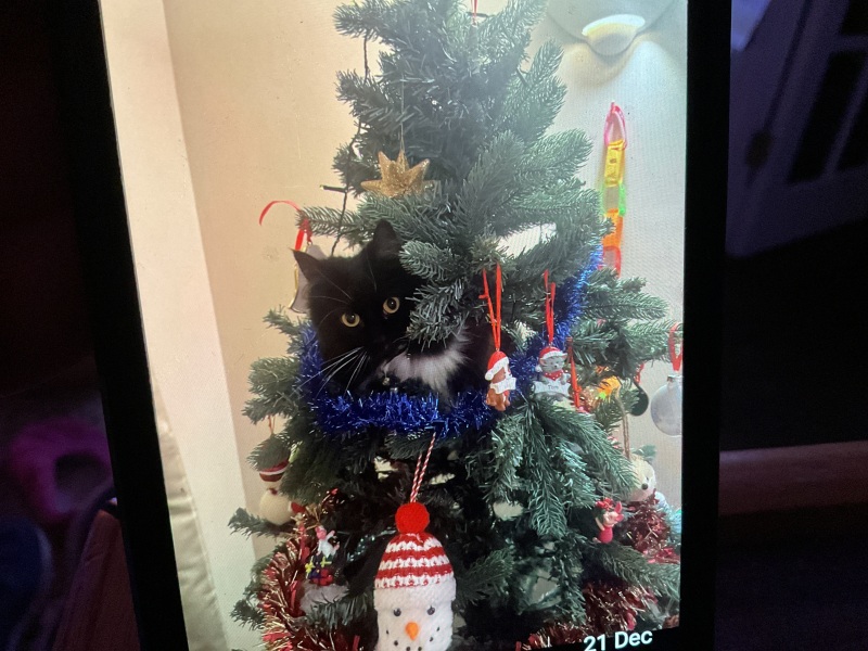 Tinsel, Glitter and Baubles - the Excellent Cats prepare to knock Everything off your Christmas Tree