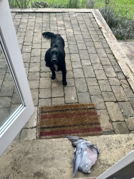Adolescent Dog Survival Thread - Bark the Herald, furry angels sing!