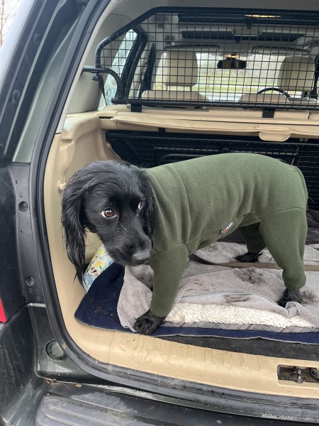 Adolescent Dog Survival Thread - Bark the Herald, furry angels sing!