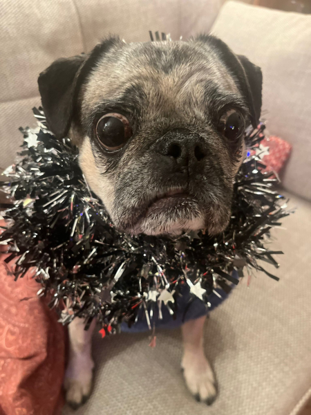 Christmas dog of the month: Share your festive dog photos & win a £100 prize bundle!