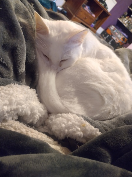 Tinsel, Glitter and Baubles - the Excellent Cats prepare to knock Everything off your Christmas Tree