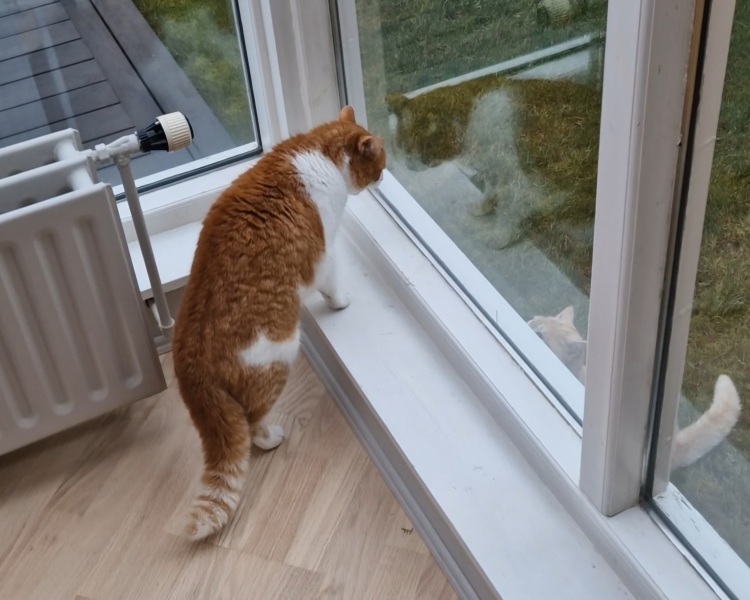 Tinsel, Glitter and Baubles - the Excellent Cats prepare to knock Everything off your Christmas Tree