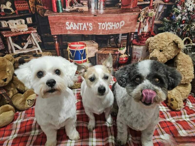 Christmas dog of the month: Share your festive dog photos & win a £100 prize bundle!