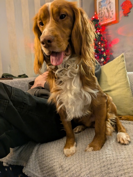 Nervy springer puppy
