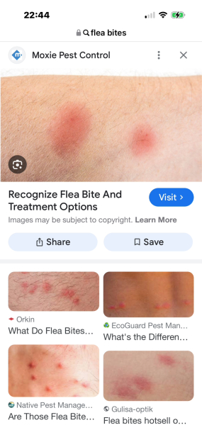 Bed bugs? What is this bite?