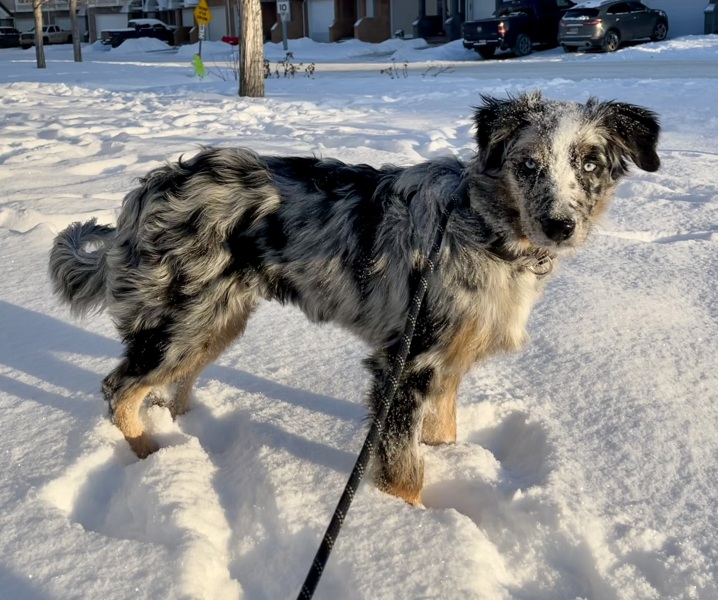 Adolescent Dog Survival Thread - Bark the Herald, furry angels sing!