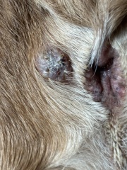 Dog growth / lump