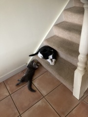Enter Cat Four