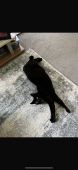 Advice please. Does this rug look stupid? Do I need a bigger one?