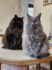 Tinsel, Glitter and Baubles - the Excellent Cats prepare to knock Everything off your Christmas Tree