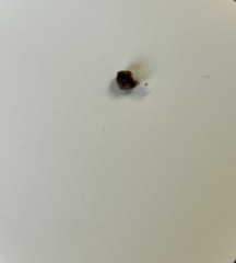 Could this just have come out of my ear?