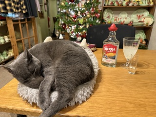 Tinsel, Glitter and Baubles - the Excellent Cats prepare to knock Everything off your Christmas Tree