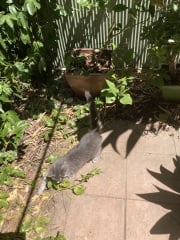 Enter Cat Four