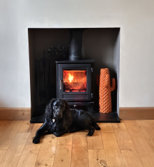 Getting a Cocker Spaniel puppy this week