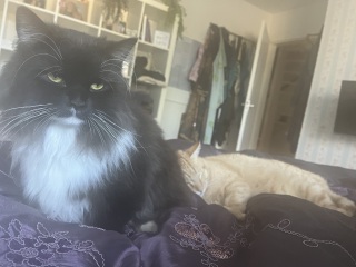 To let my Ragdoll outside?