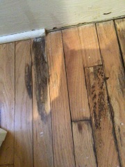 Does this look like mold or wood staining?
