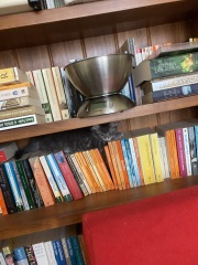 What perfectly ordinary places have you found your cat?