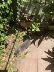 Tinsel, Glitter and Baubles - the Excellent Cats prepare to knock Everything off your Christmas Tree