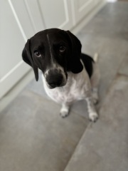 2025 is our year for getting a dog. But what breed and from where?