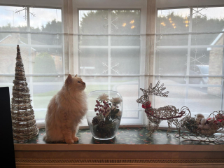 Tinsel, Glitter and Baubles - the Excellent Cats prepare to knock Everything off your Christmas Tree