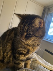 Cancer Support Thread 96: It’s nearly Christmas - get the sprouts on.