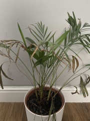 How many houseplants do you kill?