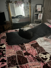 What perfectly ordinary places have you found your cat?