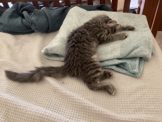 Tinsel, Glitter and Baubles - the Excellent Cats prepare to knock Everything off your Christmas Tree