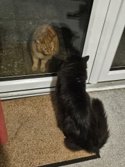 Ring Out, Wild Bells! As 2025 approaches, the Excellent Cats raise their game with a discussion on Tennyson's poetry