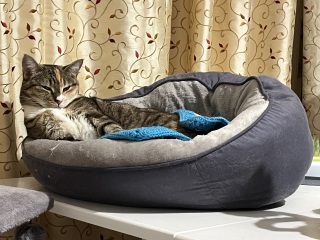 Tinsel, Glitter and Baubles - the Excellent Cats prepare to knock Everything off your Christmas Tree