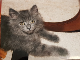 Kitten’s coat has very unusual traits