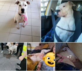 Man 42 dead from another dog attack