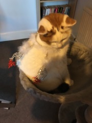 Tinsel, Glitter and Baubles - the Excellent Cats prepare to knock Everything off your Christmas Tree