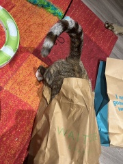 Tinsel, Glitter and Baubles - the Excellent Cats prepare to knock Everything off your Christmas Tree