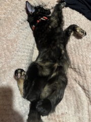 Tinsel, Glitter and Baubles - the Excellent Cats prepare to knock Everything off your Christmas Tree