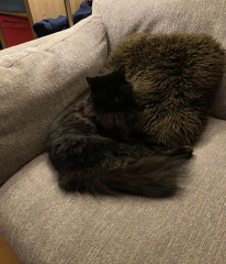 What perfectly ordinary places have you found your cat?