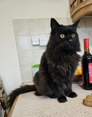 Tinsel, Glitter and Baubles - the Excellent Cats prepare to knock Everything off your Christmas Tree