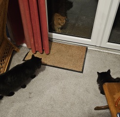 Ring Out, Wild Bells! As 2025 approaches, the Excellent Cats raise their game with a discussion on Tennyson's poetry