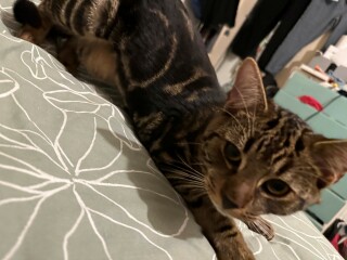 Moving on after Gizmo