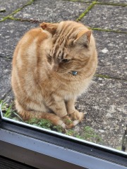 Tinsel, Glitter and Baubles - the Excellent Cats prepare to knock Everything off your Christmas Tree