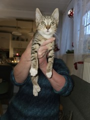 Tinsel, Glitter and Baubles - the Excellent Cats prepare to knock Everything off your Christmas Tree