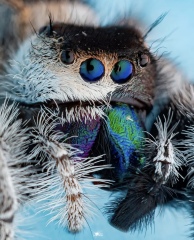 A beautiful, if unusual spider picture (obviously there is photos of said spider in post)