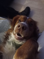 Adolescent Dog Survival Thread - Bark the Herald, furry angels sing!